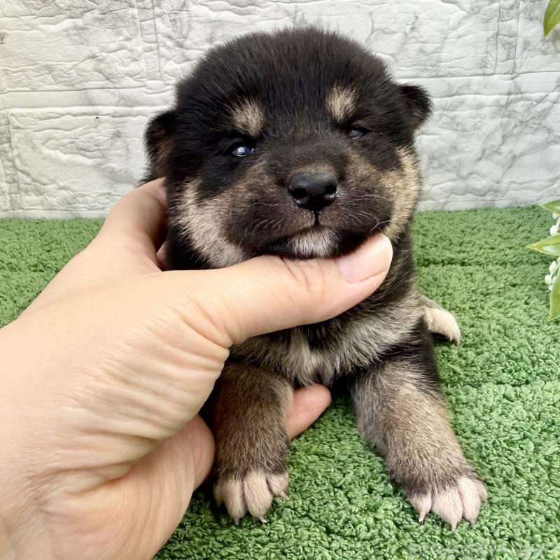 販売中の埼玉県の柴犬-417510の2枚目