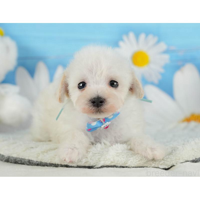 成約済の静岡県のタイニープードル-402880の6枚目