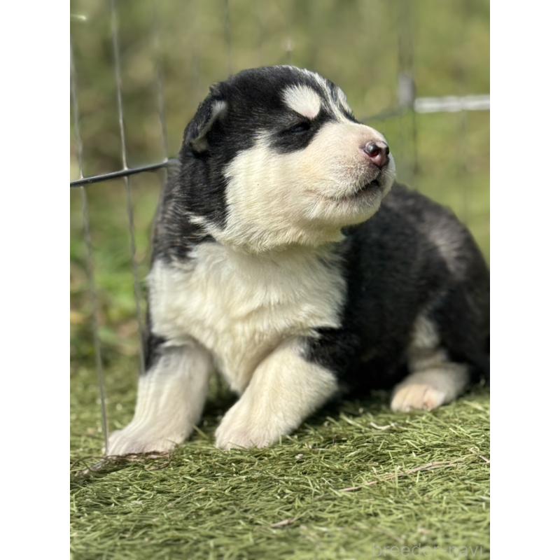 販売中の埼玉県のシベリアンハスキー-417513の6枚目