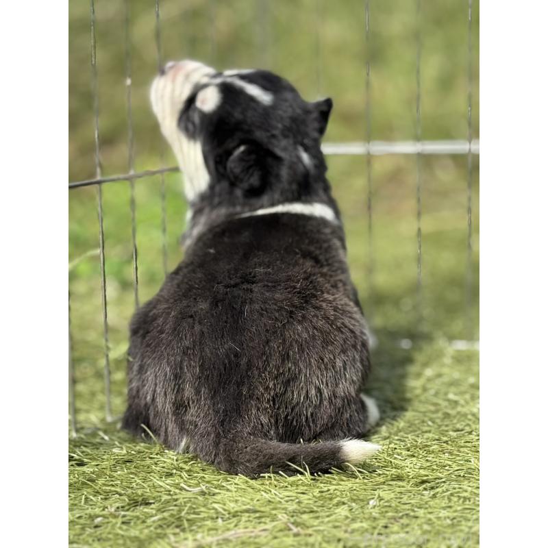 販売中の埼玉県のシベリアンハスキー-417513の3枚目