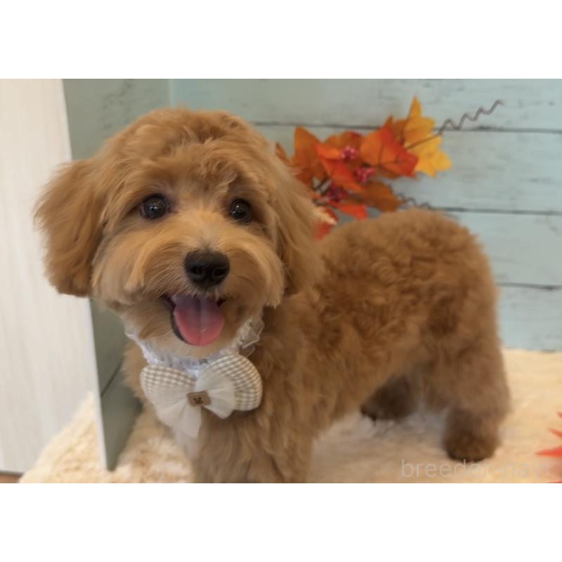 販売中の埼玉県のマルプー:マルチーズ×トイプードル-393320の15枚目