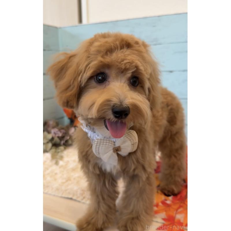 販売中の埼玉県のマルプー:マルチーズ×トイプードル-393320の14枚目