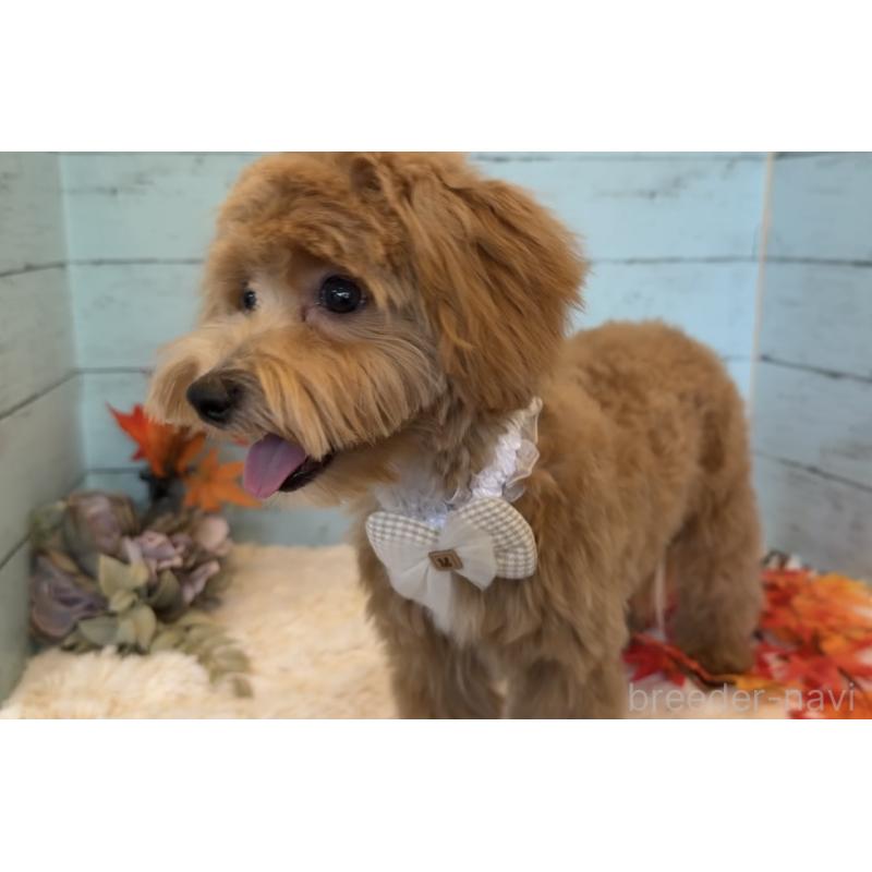 販売中の埼玉県のマルプー:マルチーズ×トイプードル-393320の13枚目