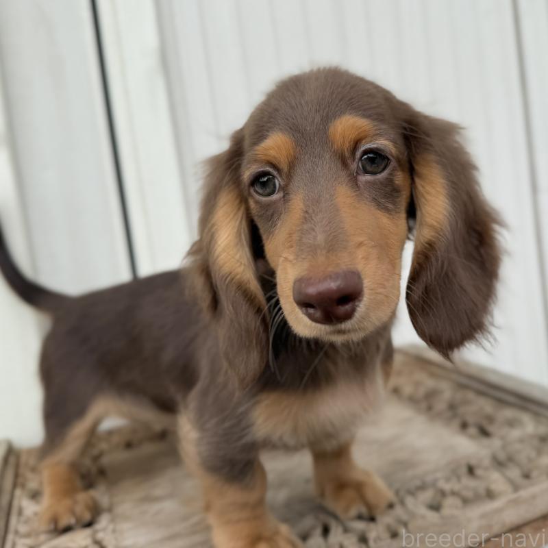 商談中の埼玉県のミニチュアダックスフンド(ロングヘアード)-416984の11枚目