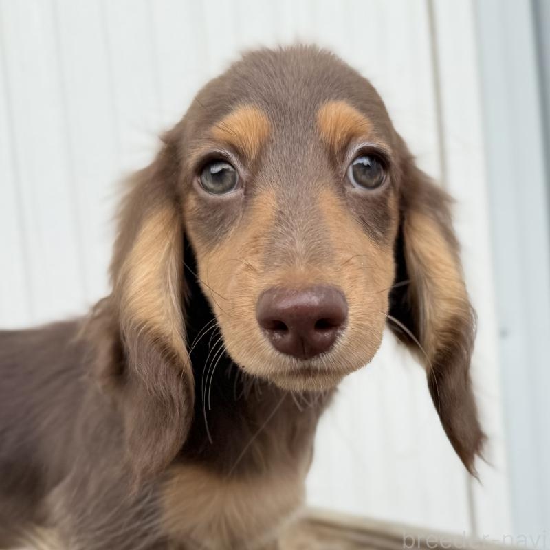 商談中の埼玉県のミニチュアダックスフンド(ロングヘアード)-416984の10枚目