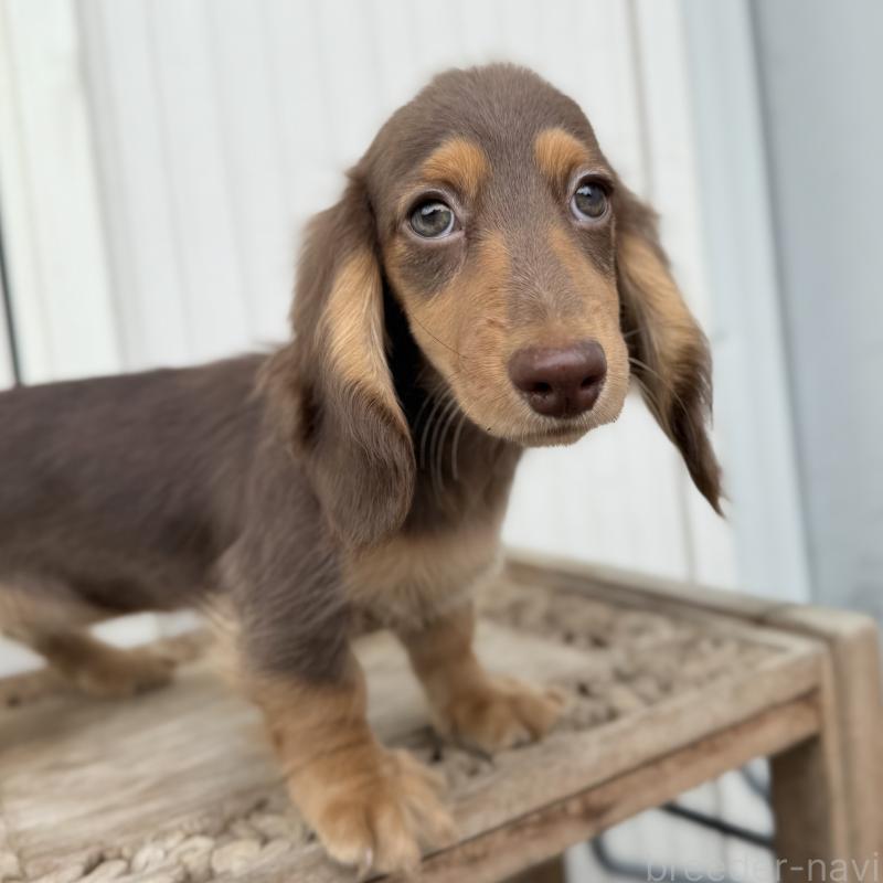 商談中の埼玉県のミニチュアダックスフンド(ロングヘアード)-416984の9枚目