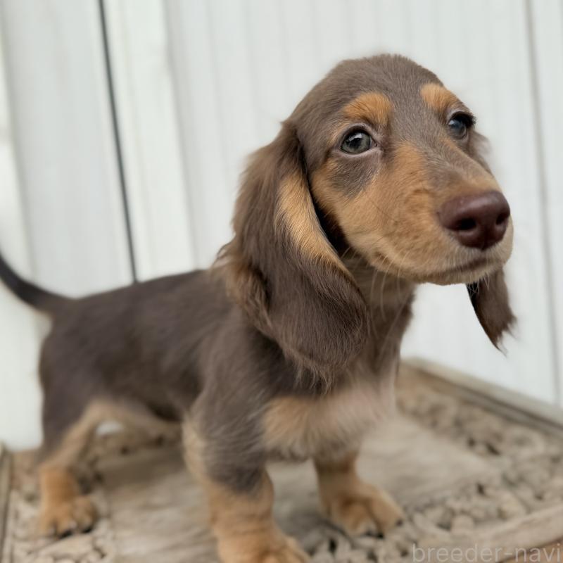 商談中の埼玉県のミニチュアダックスフンド(ロングヘアード)-416984の8枚目