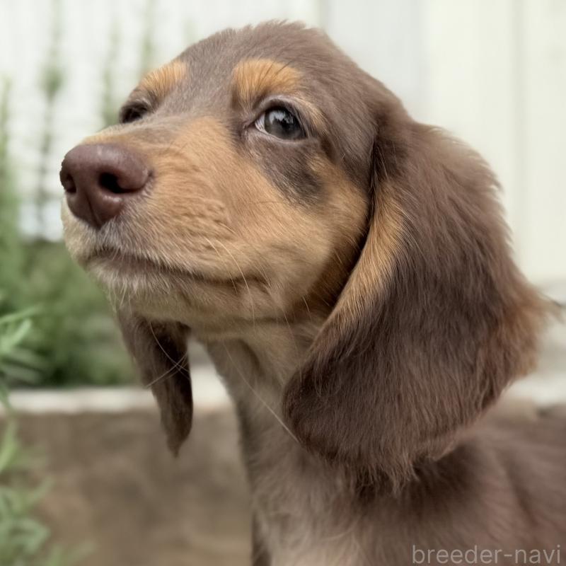 商談中の埼玉県のミニチュアダックスフンド(ロングヘアード)-416984の6枚目