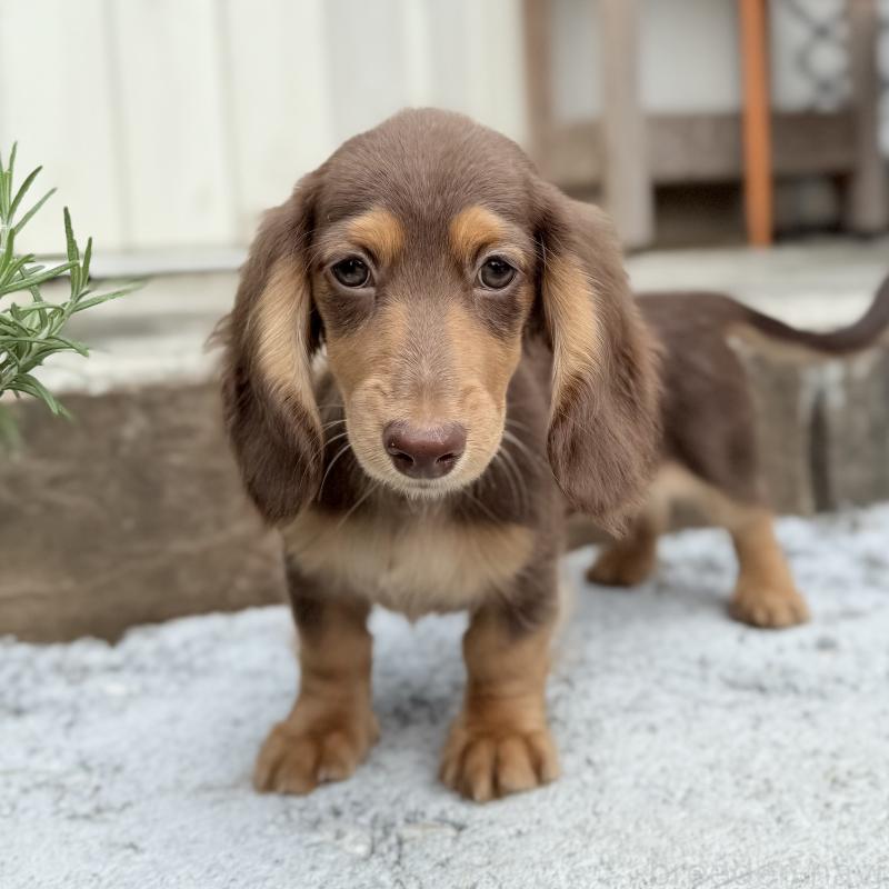 商談中の埼玉県のミニチュアダックスフンド(ロングヘアード)-416984の4枚目