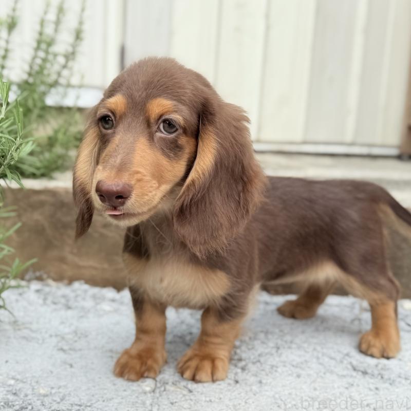 商談中の埼玉県のミニチュアダックスフンド(ロングヘアード)-416984の3枚目