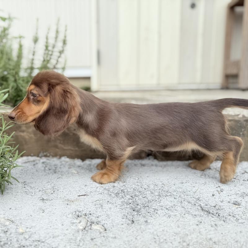 商談中の埼玉県のミニチュアダックスフンド(ロングヘアード)-416984の2枚目