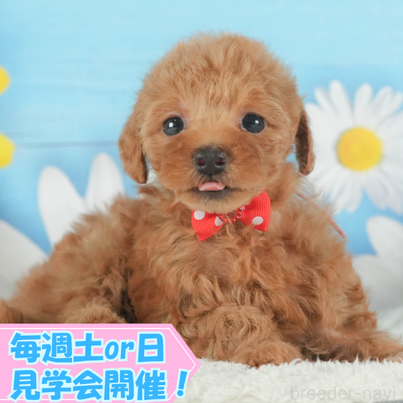 販売中の静岡県のトイプードル-409753