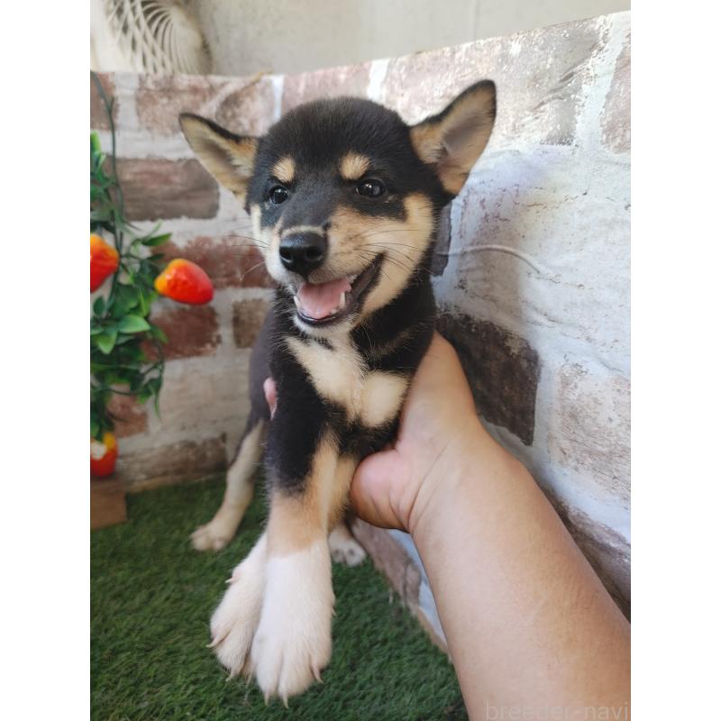 販売中の鹿児島県の柴犬-417198の4枚目