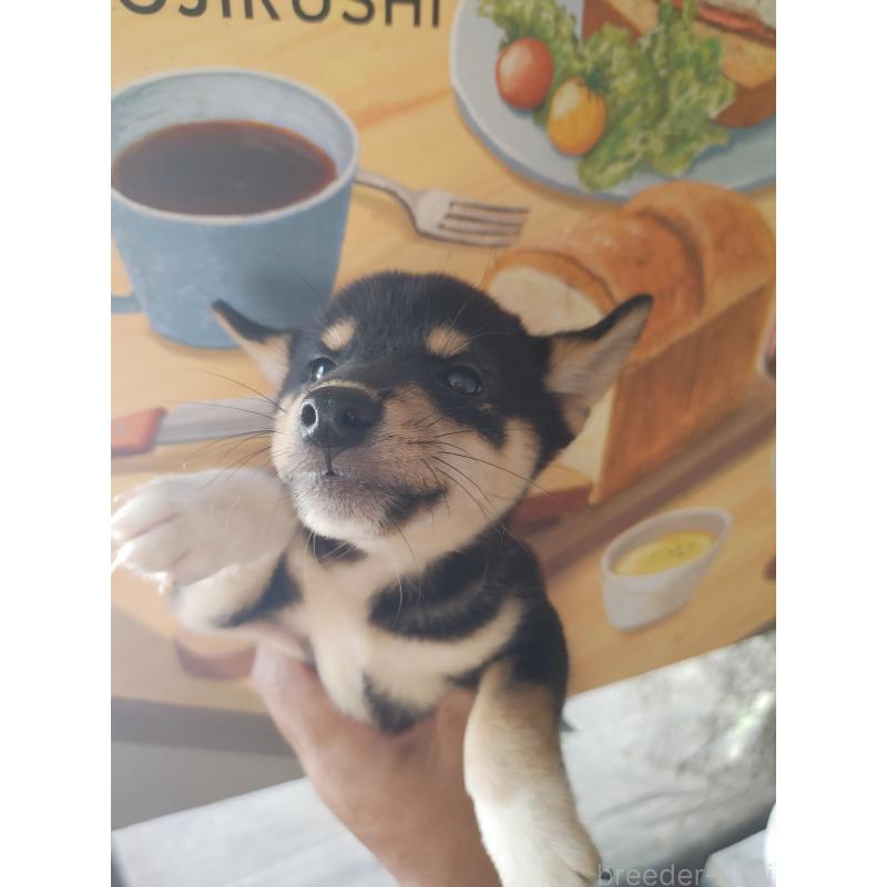 販売中の鹿児島県の柴犬-417198の2枚目