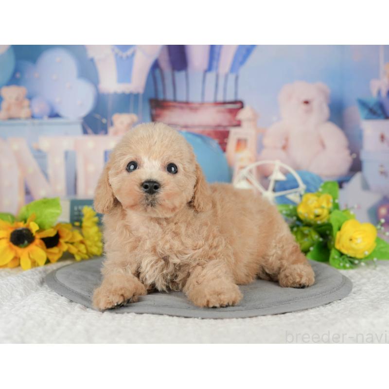 成約済の静岡県のトイプードル-412475の2枚目