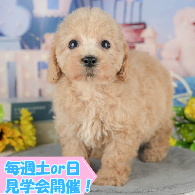 販売中ののトイプードル-412475