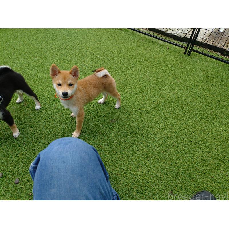 販売中の富山県の豆柴-417516の6枚目
