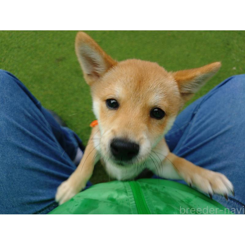 販売中の富山県の豆柴-417516の2枚目