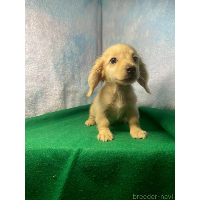 成約済の佐賀県のカニンヘンダックスフンド(ロングヘアード)-413674の2枚目