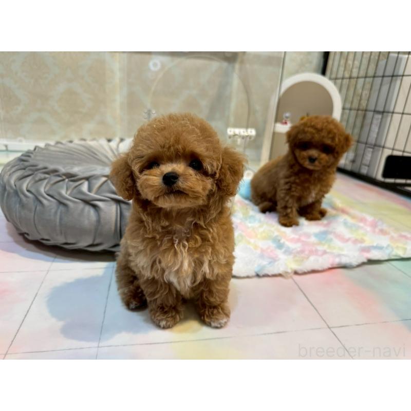 販売中の石川県のティーカッププードル-417195の4枚目