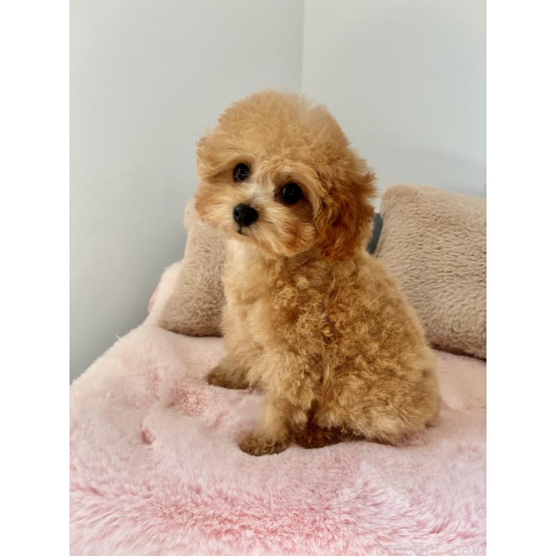 販売中の大阪府のティーカッププードル-405907