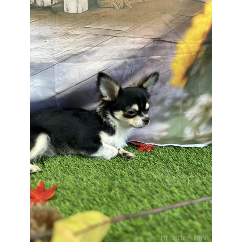 販売中の北海道のチワワ(ロングコート)-380457の3枚目