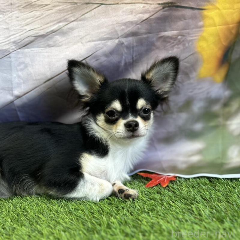 販売中の北海道のチワワ(ロングコート)-380457の2枚目