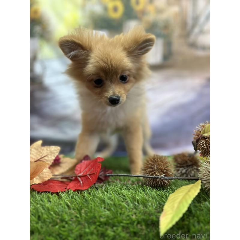 成約済の北海道のポメラニアン-391038の4枚目