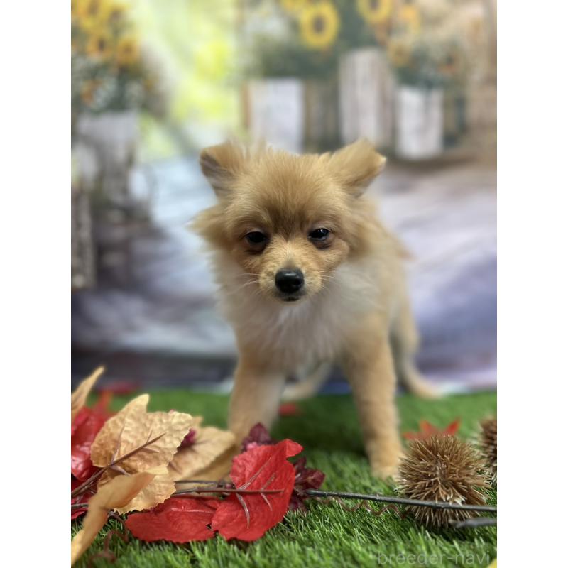 成約済の北海道のポメラニアン-391038の3枚目