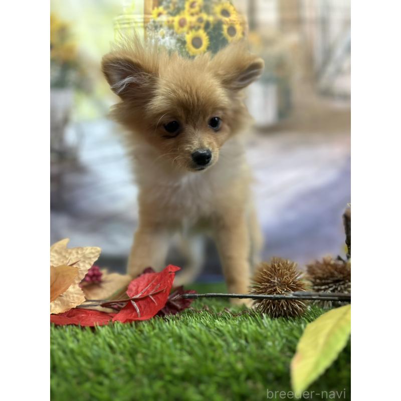 成約済の北海道のポメラニアン-391038の2枚目