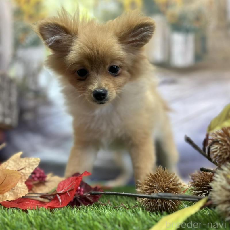 成約済ののポメラニアン-391038