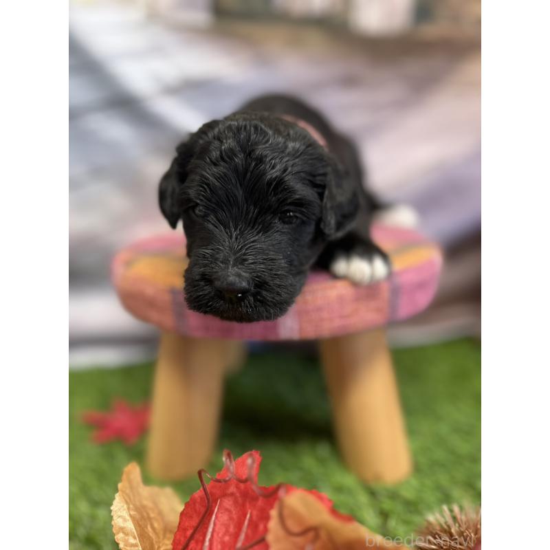 販売中の北海道のバーニードゥードル:バーニーズ×スタンダードプードル-415007の17枚目