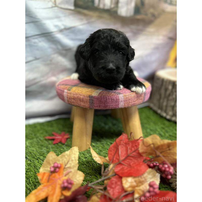 販売中の北海道のバーニードゥードル:バーニーズ×スタンダードプードル-415007の16枚目