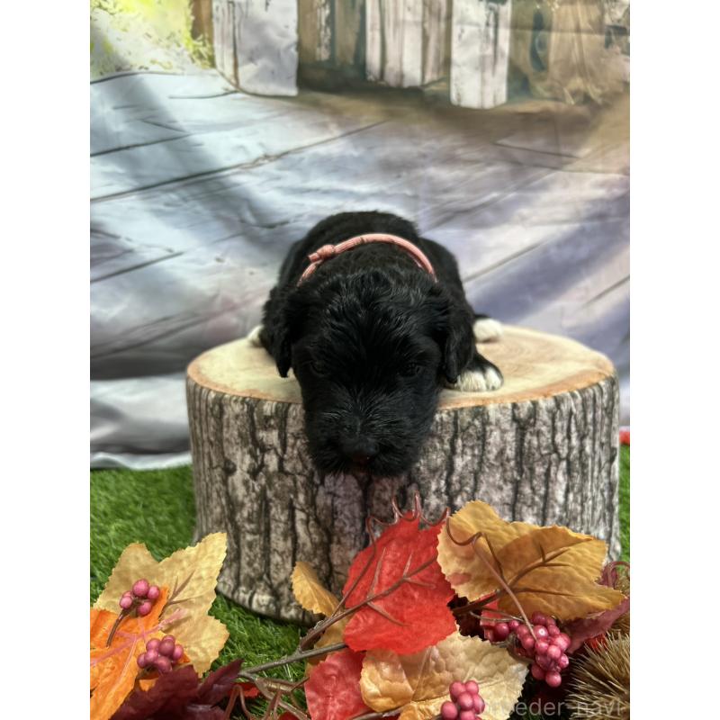 販売中の北海道のバーニードゥードル:バーニーズ×スタンダードプードル-415007の15枚目