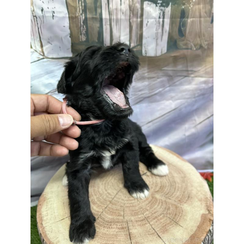 販売中の北海道のバーニードゥードル:バーニーズ×スタンダードプードル-415007の14枚目