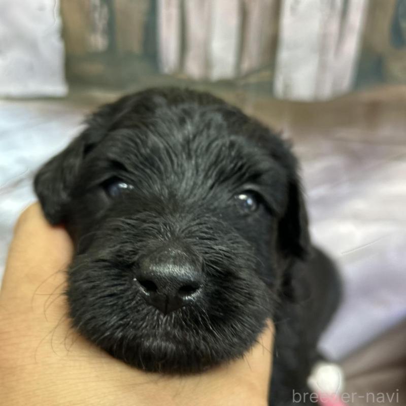 販売中の北海道のバーニードゥードル:バーニーズ×スタンダードプードル-415007の13枚目
