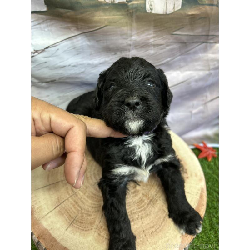 販売中の北海道のバーニードゥードル:バーニーズ×スタンダードプードル-415508の20枚目