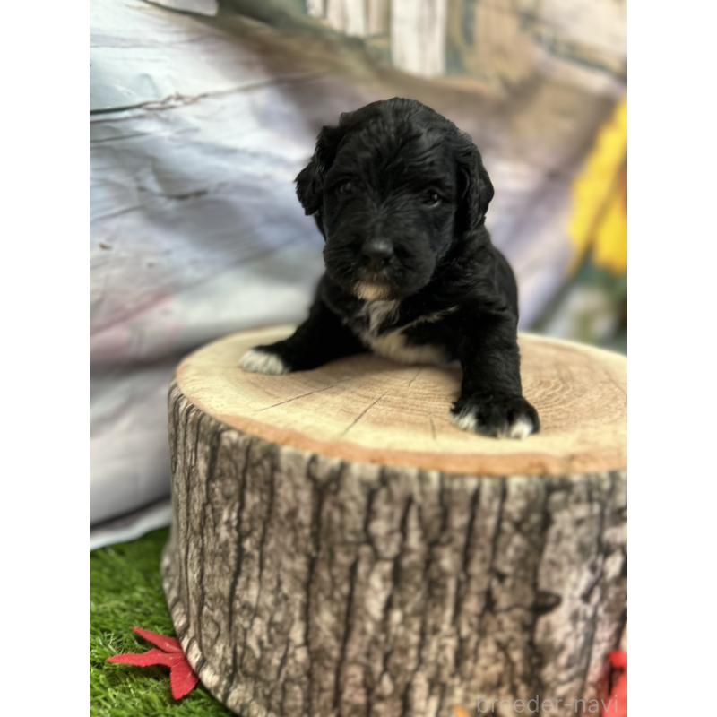 販売中の北海道のバーニードゥードル:バーニーズ×スタンダードプードル-415508の19枚目