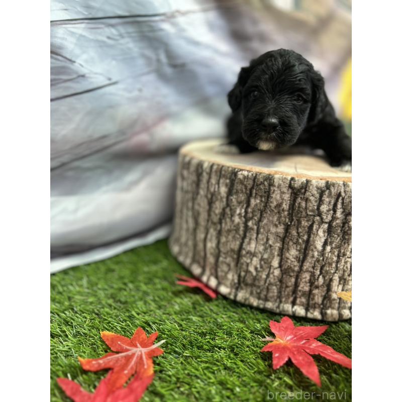 販売中の北海道のバーニードゥードル:バーニーズ×スタンダードプードル-415508の18枚目