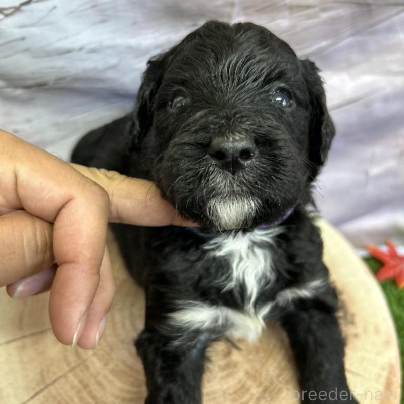 販売中の北海道のバーニードゥードル:バーニーズ×スタンダードプードル-415508の17枚目