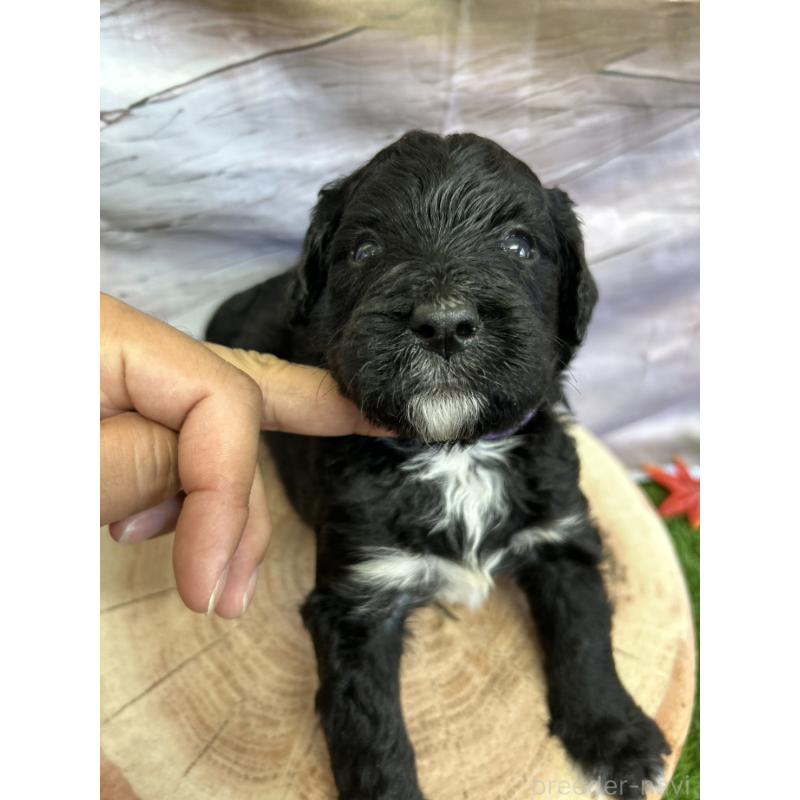 販売中の北海道のバーニードゥードル:バーニーズ×スタンダードプードル-415508の16枚目