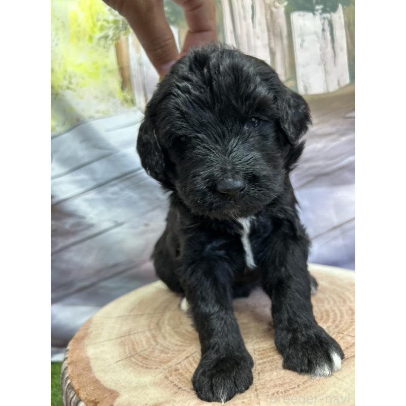 成約済の北海道のバーニードゥードル:バーニーズ×スタンダードプードル-415008の16枚目