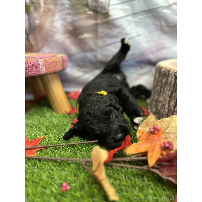 成約済の北海道のバーニードゥードル:バーニーズ×スタンダードプードル-415008の15枚目