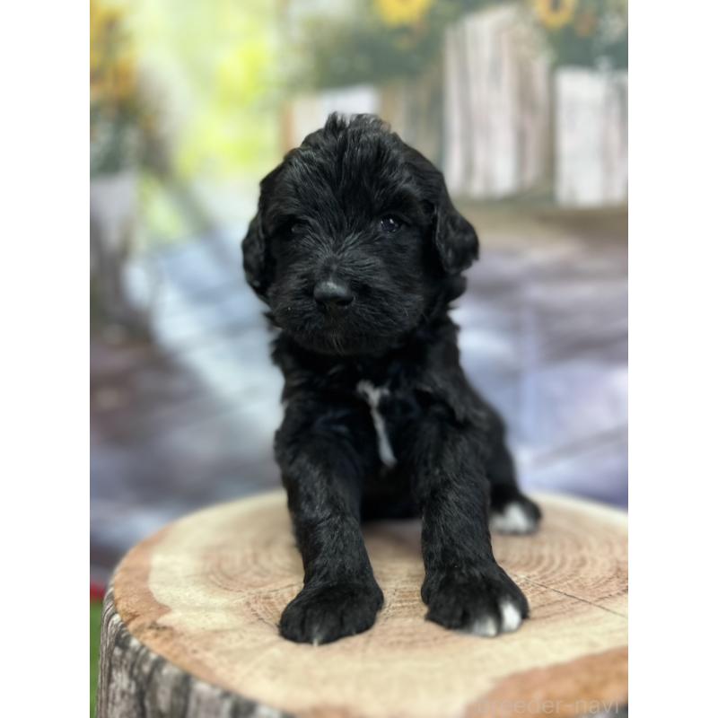 成約済の北海道のバーニードゥードル:バーニーズ×スタンダードプードル-415008の14枚目