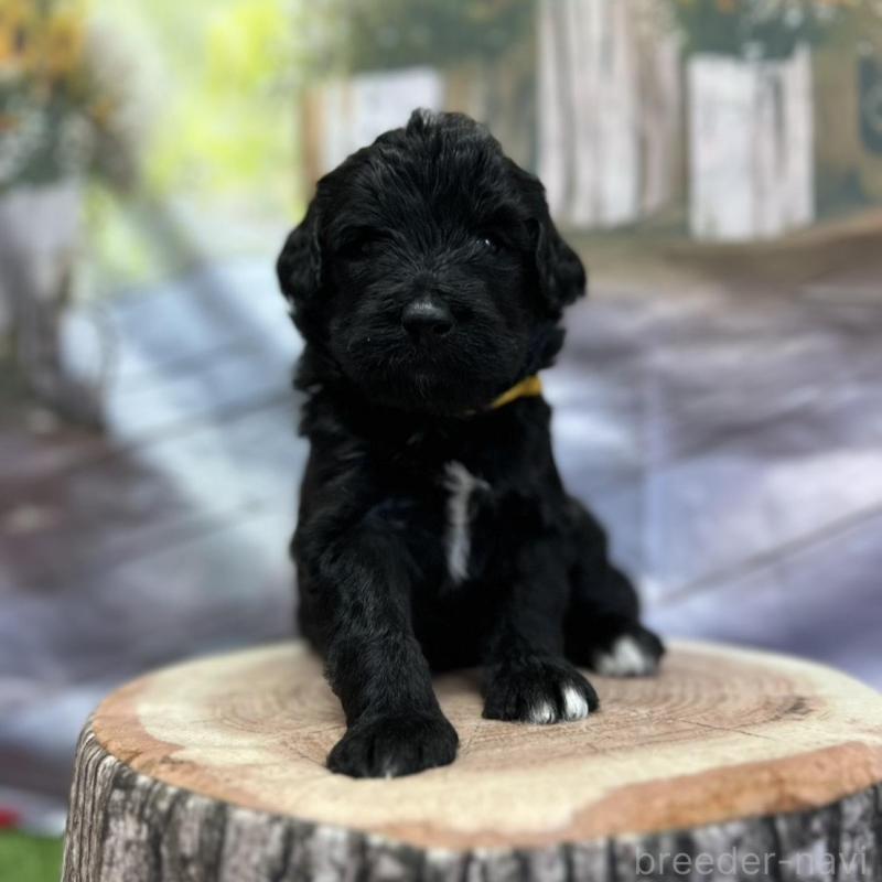 成約済の北海道のバーニードゥードル:バーニーズ×スタンダードプードル-415008の13枚目