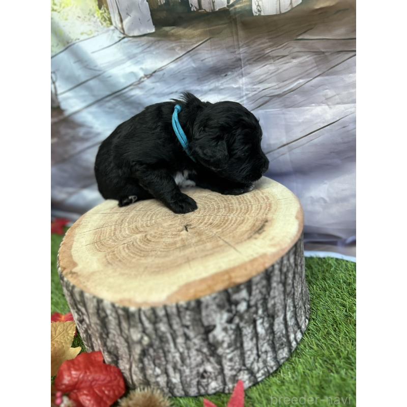 成約済の北海道のバーニードゥードル:バーニーズ×スタンダードプードル-415009の4枚目