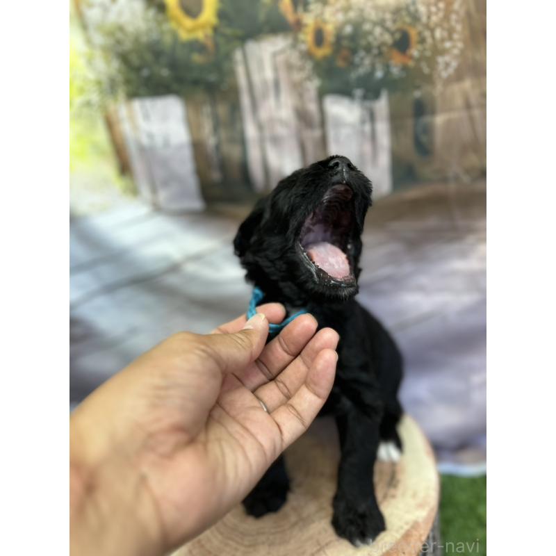 成約済の北海道のバーニードゥードル:バーニーズ×スタンダードプードル-415009の3枚目