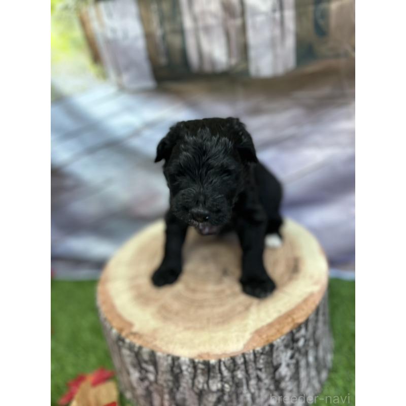 成約済の北海道のバーニードゥードル:バーニーズ×スタンダードプードル-415009の2枚目