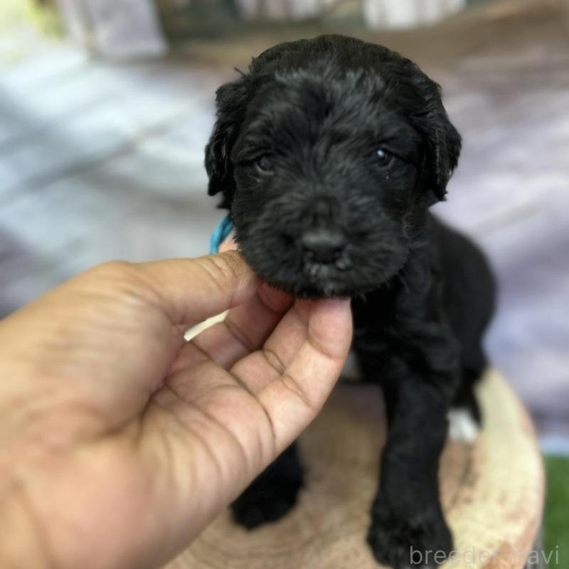 成約済の北海道のバーニードゥードル:バーニーズ×スタンダードプードル-415009の1枚目