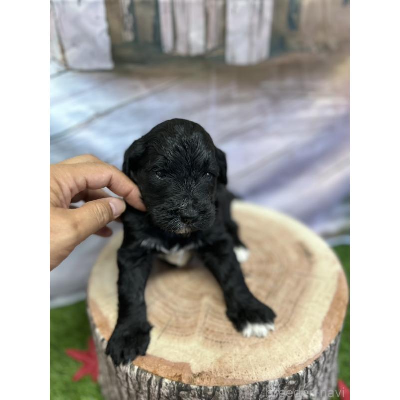 成約済の北海道のバーニードゥードル:バーニーズ×スタンダードプードル-415010の11枚目